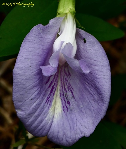 {Clitoria mariana}